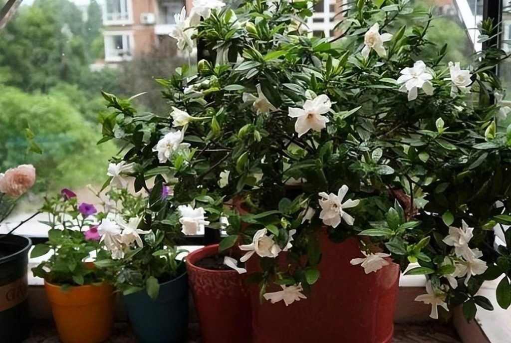 茉莉、梔子開花少，就用這3種「酸水」！7天澆一次，枝繁葉茂，嗖嗖爆花苞